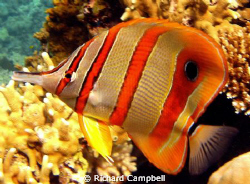 yellooo sealife dc1000 by Richard Campbell 